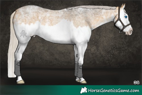 Horse Color:White Spotted Silver Buckskin Ice Roan Splash 