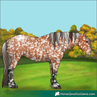 Horse Color:Bay Appaloosa  and Bay Splash Appaloosa 