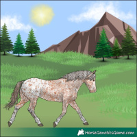 Horse Color:Bay Appaloosa  and Bay Appaloosa Rabicano 