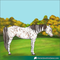 Horse Color:Bay Leopard and Bay Dun Leopard