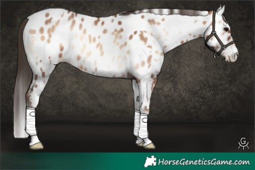 Horse Color:White Spotted Sable Champagne Onyx Appaloosa 