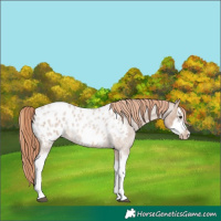 Horse Color:Red Dun Roan Splash Frame Appaloosa Rabicano 