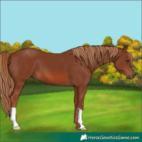 Horse Color:Chestnut 
