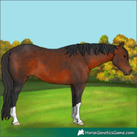 Horse Color:Brown 