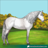 Horse Color:Gray Bay Appaloosa 