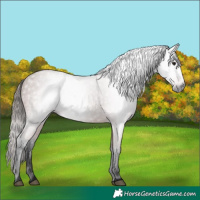 Horse Color:Gray Bay Varnish 