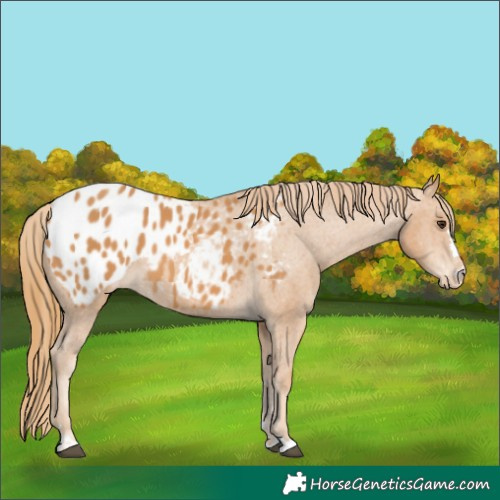 Horse Color:Chestnut Appaloosa 
