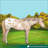 Horse Color:Chestnut Appaloosa 
