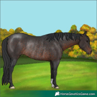 Horse Color:Brown Rabicano