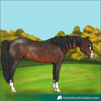 Horse Color:Brown Rabicano 