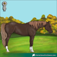 Horse Color:Liver Chestnut 