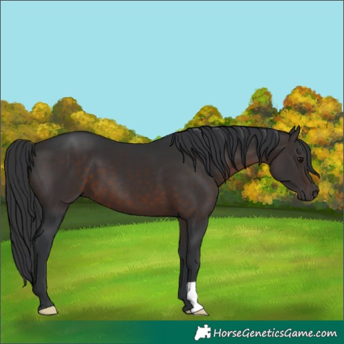 Horse Color:Brown 