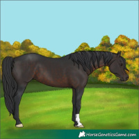 Horse Color:Brown 