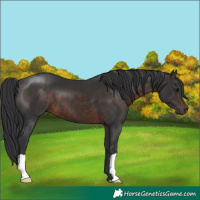 Horse Color:Brown 