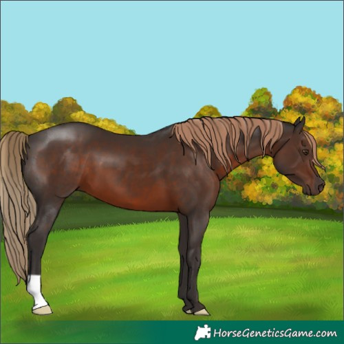 Horse Color:Liver Chestnut 