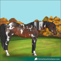 Horse Color:White Spotted Brown Rabicano 