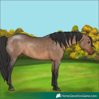 Horse Color:Brown Dun Rabicano 
