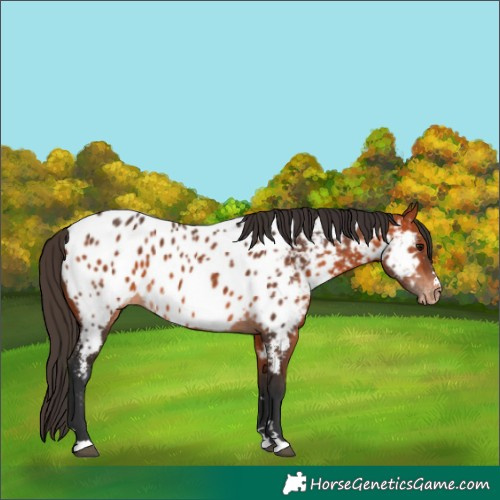 Horse Color:Bay Appaloosa 