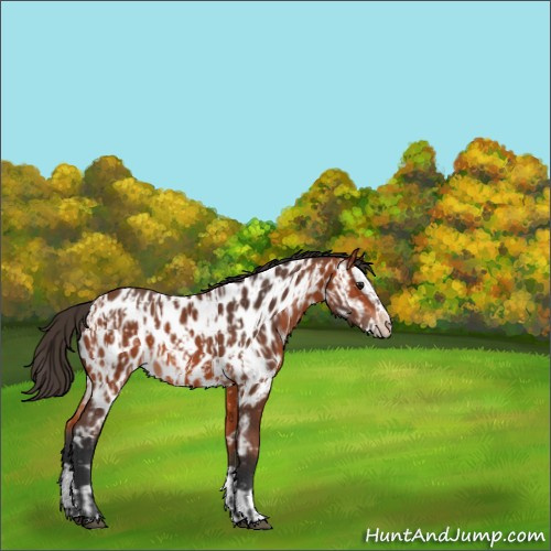 Horse Color:Bay Appaloosa  and Bay Splash Appaloosa 