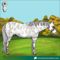 Horse Color:Painted White Spotted Silver Brown Ice Roan Onyx Leopard Rabicano 