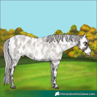 Horse Color:Painted White Spotted Silver Brown Ice Roan Onyx Appaloosa Rabicano 
