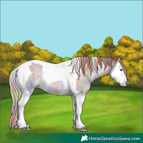 Horse Color:Nacre Liver Red Dun Roan Splash Tobiano 