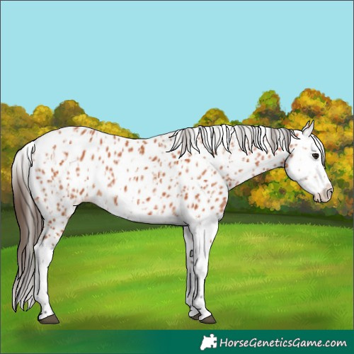 Horse Color:Bay Appaloosa  and Bay Splash Appaloosa 