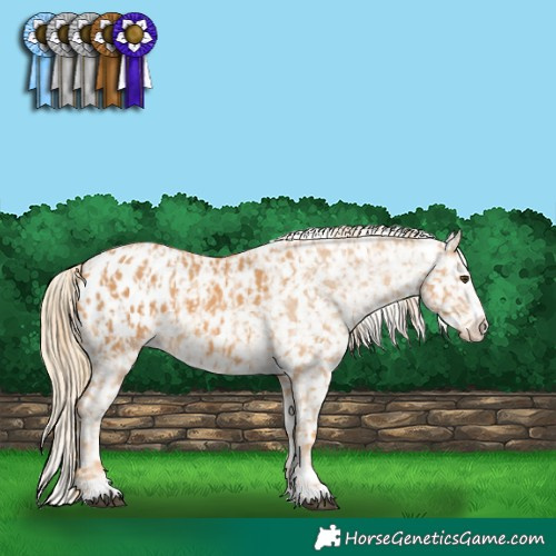 Horse Color:Chestnut Blanket  and Chestnut Blanket 