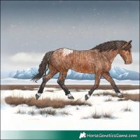 Horse Color:Bay Appaloosa  and Bay Appaloosa 