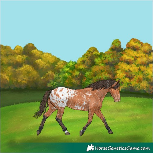 Horse Color:Bay Appaloosa