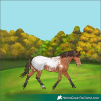 Horse Color:Bay Appaloosa