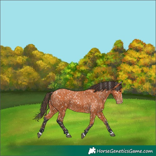 Horse Color:Bay Appaloosa 