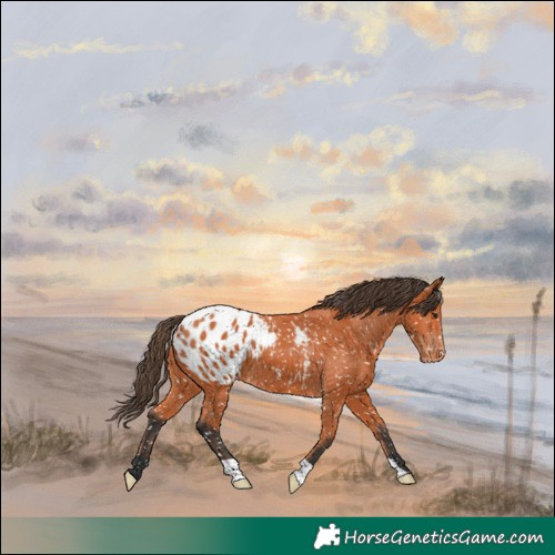 Horse Color:Bay Appaloosa 