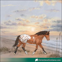 Horse Color:Bay Appaloosa 