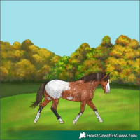 Horse Color:Bay Appaloosa 