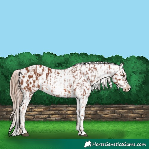 Horse Color:Chestnut Appaloosa  and Chestnut Appaloosa 