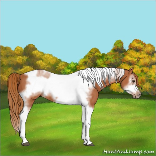 Horse Color:Chestnut Tobiano Frame 