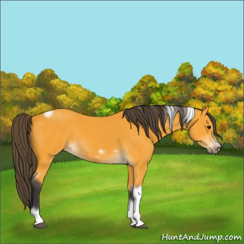 Horse Color:Buckskin Tobiano Frame Rabicano 
