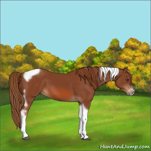 Horse Color:Chestnut Tobiano Frame 