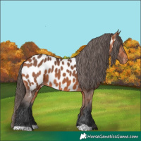 Horse Color:Bay Appaloosa 