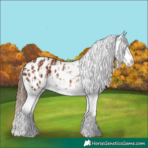 Horse Color:Chestnut Appaloosa  and Chestnut Appaloosa 