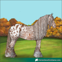 Horse Color:Chestnut Appaloosa  and Chestnut Appaloosa 