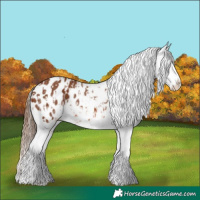 Horse Color:Chestnut Appaloosa and Chestnut Appaloosa