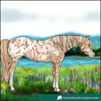Horse Color:Chestnut Appaloosa and Chestnut Appaloosa