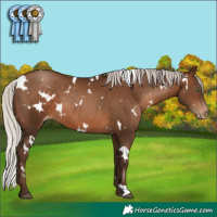 Horse Color:Gray White Spotted Silver Brown Pearl Appaloosa 