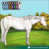 Horse Color:Gray White Spotted Silver Sable Cream Champagne Pearl Blanket Rabicano 