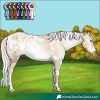Horse Color:Gray White Spotted Silver Sable Cream Champagne Pearl Appaloosa Rabicano 