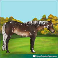Horse Color:Gray White Spotted Silver Brown Rabicano 