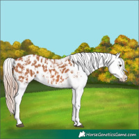 Horse Color:Chestnut Appaloosa  and Chestnut Appaloosa 