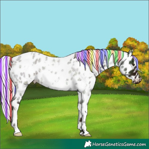 Horse Color:Painted White Spotted Midnight Silver Bay Roan Dun Leopard Rabicano 